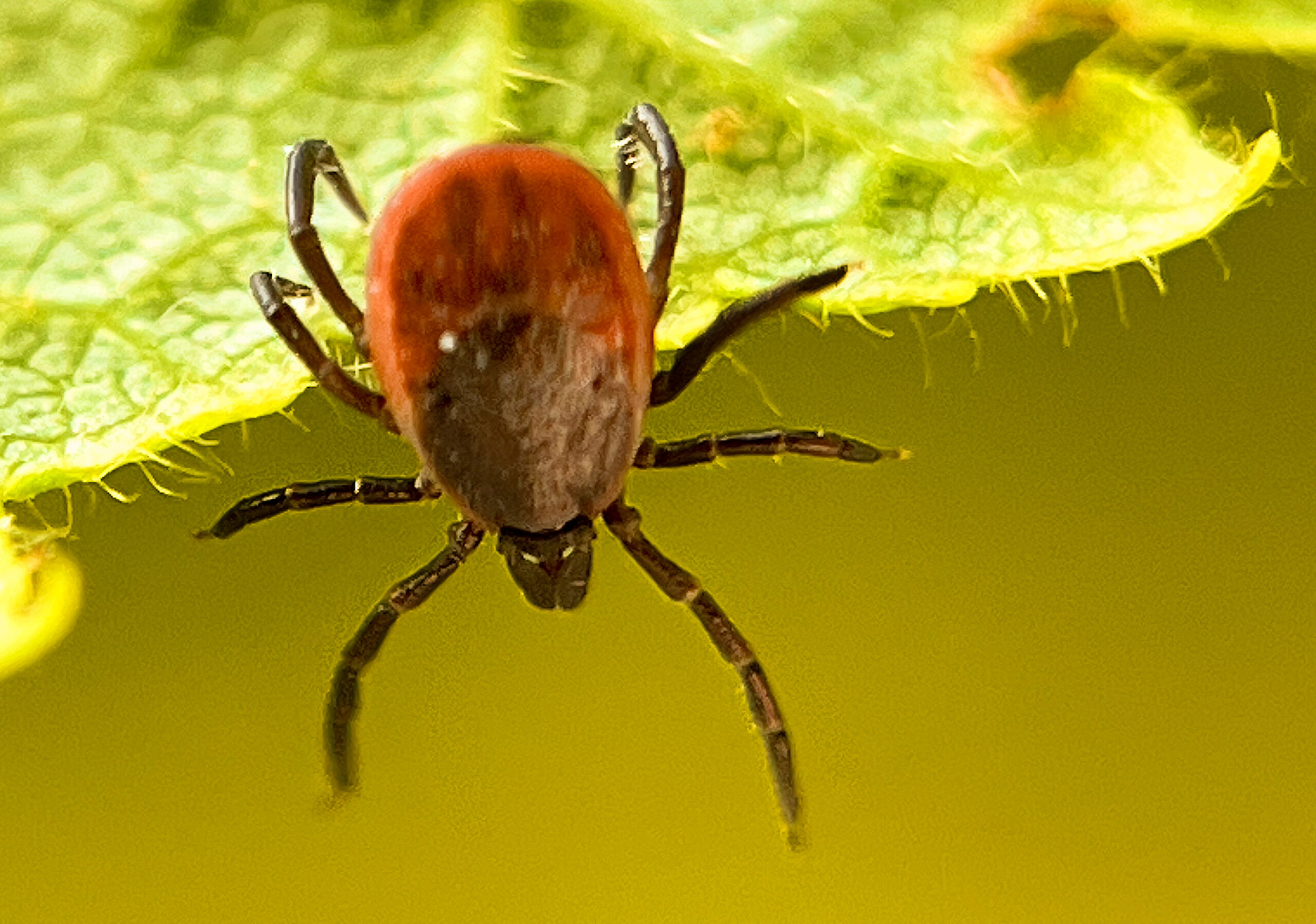Fästing i naturen. Arkivbild.(Jonas Ekströmer/TT).
