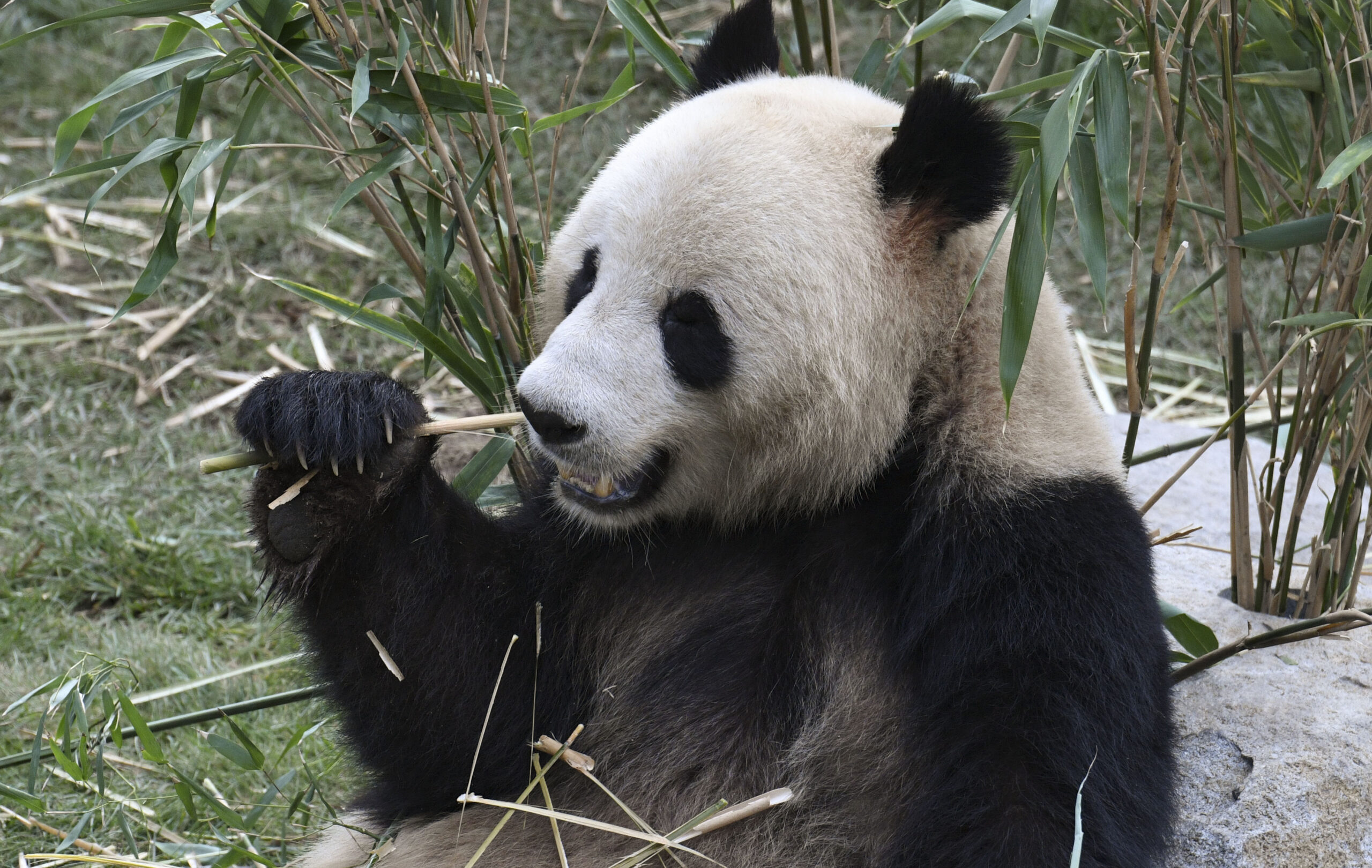 Nya knep ska få pandor att para sig